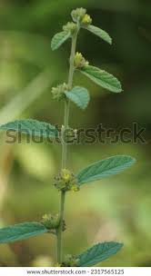 Image result for Waltheria indica