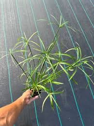 Image result for Cyperus sp.no.4