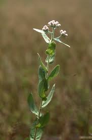 Image result for Pluchea