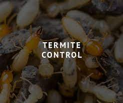 Professional pest, termite, mold, and moisture control in the georgia and south carolina area. Brunson Pest Control Need To Get Rid Of Any Pest Call Today