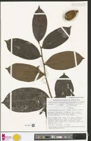 Image result for Dactyladenia