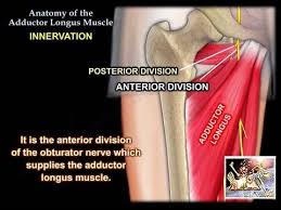 Groin (adductor) muscle group picture used from principles of anatomy and physiology. Anatomy Of The Adductor Longus Muscle Everything You Need To Know Dr Nabil Ebraheim Youtube