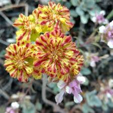 Image result for Calyptrochilum