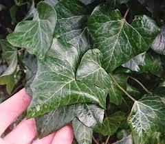 English ivy will start to turn brown and die with both too much and too little water. How To Revive A Dying Ivy Plant Gardener Report