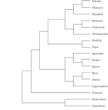 Image result for Wiesneria schweinfurthii