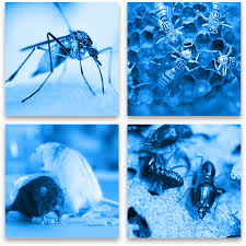 Pest & termite control are services that require constant adaption to change in order to provide a safe effective solution. Insecteco Pest Company Trusted Pest Consultant