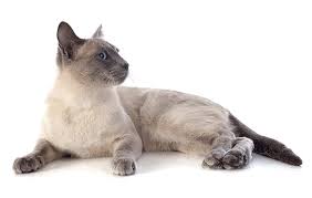 Sunray » cat shows » cat clubs » lilac point siamese. Siamese Cat Names 55 Awesome Names For Your Cat