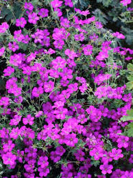 Buy new hampshire purple cranesbill geranium online. Storchenschnabel Geranium Gunstig In Top Baumschulqualitat Kaufen