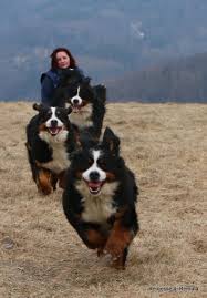 Bernese Mountain Dog Black Brown And White Dog Breeds Pin By Kimberly Cornett On Bernies Mountain Dog Breeds Burmese Mountain Dog Puppy Burmese Mountain Dogs