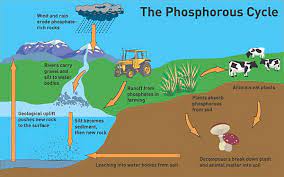 How Do Humans Interfere In The Phosphorus Cycle Socratic