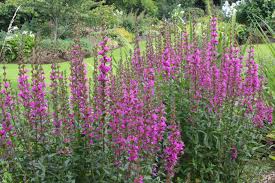 Image result for Lythrum rotundifolium