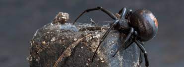 Lifespan varies considerably between spider species, but most live. Spider Pest Control Ehrlich Pest Control
