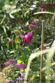 De récupérer code promo le jardin de catherine valide sur ceriseclub, signalé de couleur rouge. Le Rosier Catherine Guillot Plaisir Jardin Com