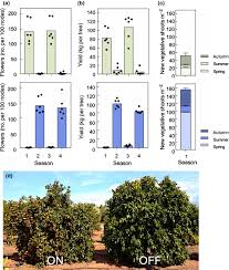 Florida navel orange trees grow best and produce the most fruit when left to grow in a natural state. Fruit Dependent Epigenetic Regulation Of Flowering In Citrus Agusti 2020 New Phytologist Wiley Online Library