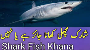 Lawful to you is hunting / catching from the sea and its food as provision for you and the travelers, but forbidden to you is hunting from the land as long as you are in the state of ihram. Shark Fish Khana Jaayaz Hai Ya Nahi Mufti Salman Mansurpuri Sahab Youtube