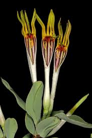 Image result for Agelanthus zizyphifolius