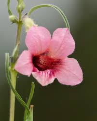 Image result for Sesamum alatum