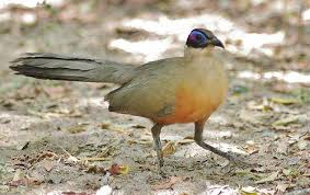 Giant Coua Unusual Animals Horse Pictures Birds