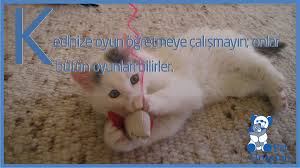 Kedilere Oyun Ogretmek Mi Kedi Kedisever Pethospital Kedi Tintin Pitaya