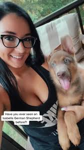 #ReTokforNature #gsdoftiktok #germanshepherd #puppiesoftiktok #gsd