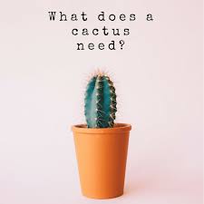 I bought a small cactus today for my room and i was wondering how much sunlight my cactus would need. How Often Do You Water A Cactus Dengarden