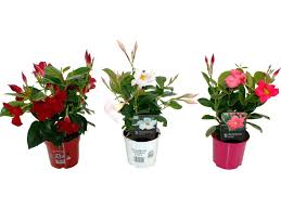 Image result for dipladenie hybrida rio obrázek