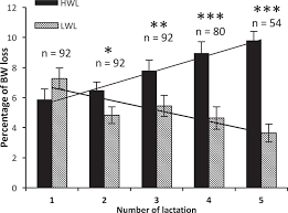How much should you eat to lose weight in six weeks? Consistent Magnitude Of Postpartum Body Weight Loss Within Cows Across Lactations And The Relation To Reproductive Performance Journal Of Dairy Science