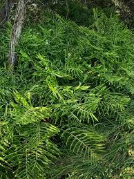 Image result for Siphonochilus longitubus