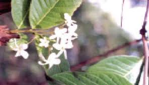 Image result for Holarrhena