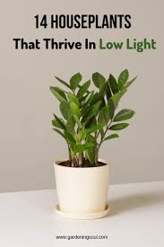 14 Houseplants That Thrive In Low Light Easy Care Indoor Plants Indoor Plants Low Light Hanging Plants Indoor