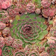 Image result for Thesium singulare