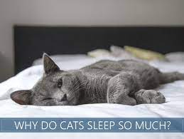 What is the normal sleep time for a cat? How Many Hours A Day Do Cats Sleep Why Do They Sleep So Much