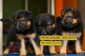 Book cheap flights at the official easyjet.com site for our guaranteed best prices to 133 destinations. Show Quality German Shepherd Dogs For Sale At Agartala Agartala Zamroo
