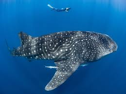 Bit.ly/13gpnm4 scientists recently unearthed the leedsichthys problematicus. Whale Shark Facts The Awesome Stats On Earth S Largest Fish Nature Tripper The Insider S Guide To Wildlife Travel