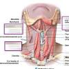 Back talk systems colorado muscular system anatomical chart. 1