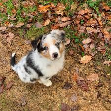 Offizieller name commonwealth of australia) ist der flächenmäßig sechstgrößte staat der erde. Tu Ne Veux Pas Me Prendre Dans Tes Bras Je Suis Fatiguee Aussie Chiotstagram Australianshepherdpuppy Dog Bergeraustralien Corgi Dogs Animals