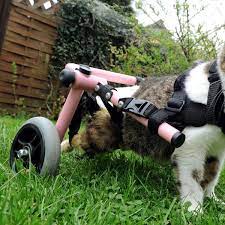 Indian classical dance performer lives in munich, germany. Wheelchair Bound Cat In Germany Adopts Abandoned Kittens Der Spiegel