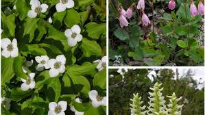 First flowers of spring in canada. Canada 150 Years Without A National Flower Cbc News