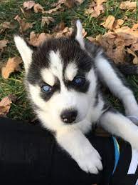 Siberian Husky Puppy For Sale In Union Mo Adn 59527 On Puppyfinder Com Gender Female Age 8 Weeks O Husky Puppies For Sale Husky Puppy Siberian Husky Puppy