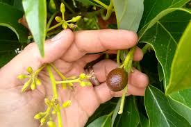 Get a 15.000 second avocado fruit moving production line stock footage at 25fps. Will Avocado Fruitset In 2020 Be Like 1965 Greg Alder S Yard Posts Southern California Food Gardening