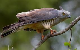 Bird That Sounds Like A Squeaky Toy At Night Birds Of Prey Stephen Axford Birds Of Prey Birds Animals