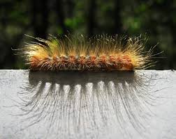 Black And Red Fuzzy Caterpillar All Newest Pixdaus Hairy Caterpillar By Marcobaje Flowers Plants Dandelion