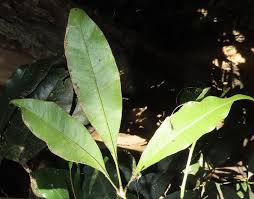 Image result for Vepris bachmannii