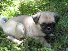 Pug puppies for adoption in maine. Pug Puppies In Massachusetts