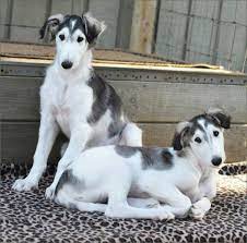 Borzoi Puppies For Sale Borzoi Breeder Of Quality Show And Companion Borzoi Borzoi Puppy Borzoi Dog Borzoi
