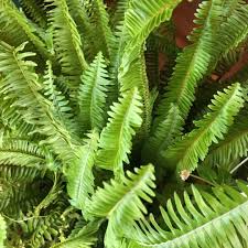Image result for Arthropteris palisotii