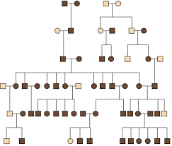 47 organized hair color dominant or recessive