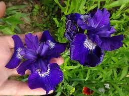 Image result for Eriosema shirense