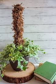 We did not find results for: How To Make A Moss Pole Step By Step With Pictures Plantiful Interiors