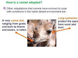 Bactrian camels are the only truly wild camels which still exist. Camel Adaptations Just How Do I Survive In